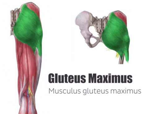 big buttock|Buttocks Anatomy 101 – Glute Muscles Explained.